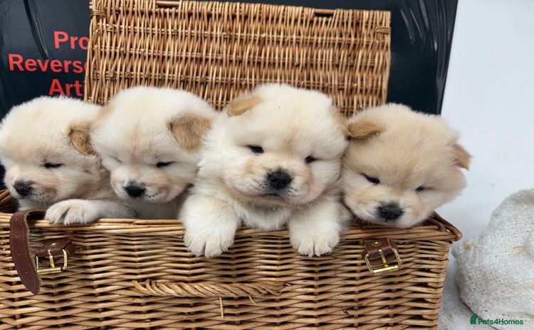 Chow Chow dogs - Advert 1
