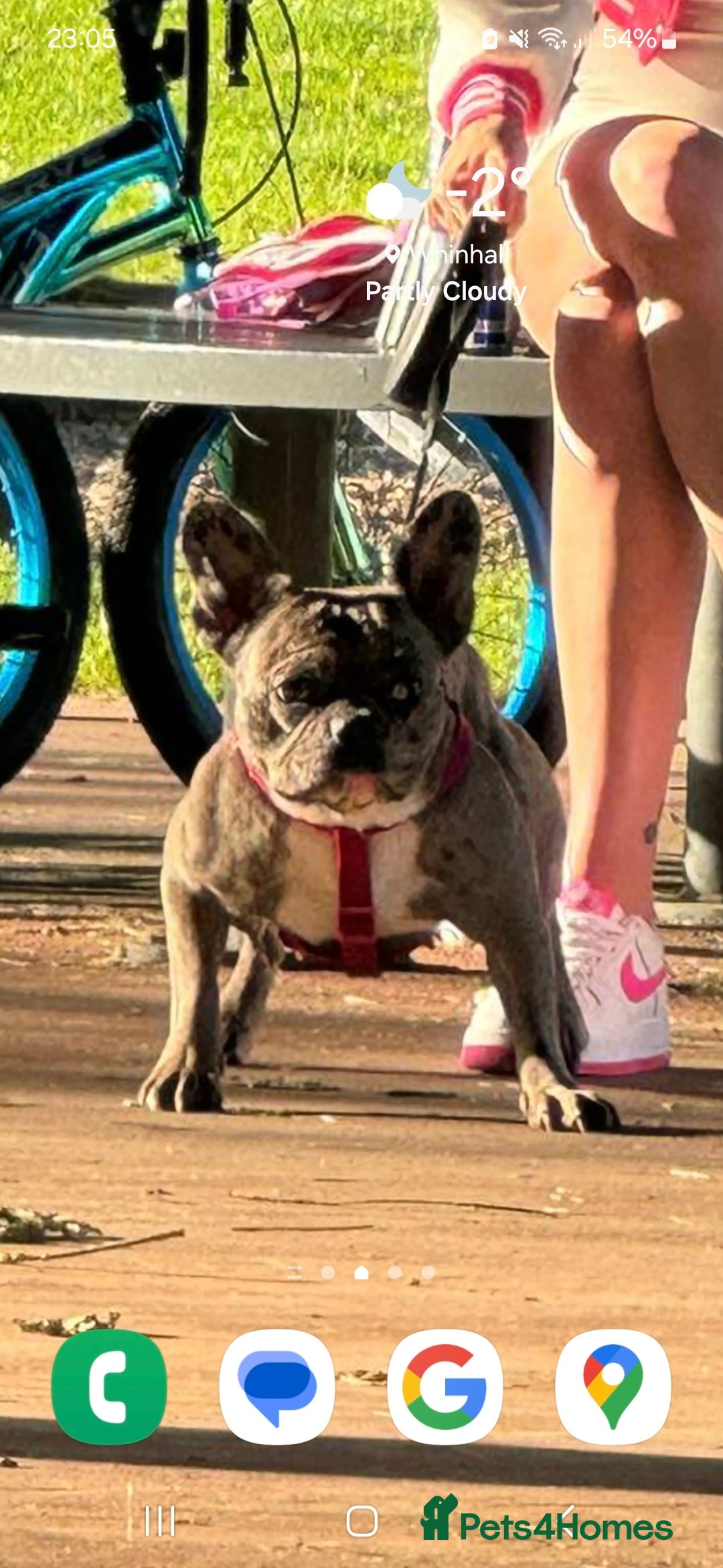 French Bulldog dogs for sale: Last 4 French bulldogs reduced  - Advert 2