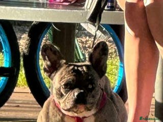 French Bulldog dogs 3 frenchies left!! Make an offer! - Advert 3