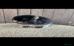 Mini Lop rabbits for sale: Multiple Litters of BRC rung baby Minilops  - Advert 13