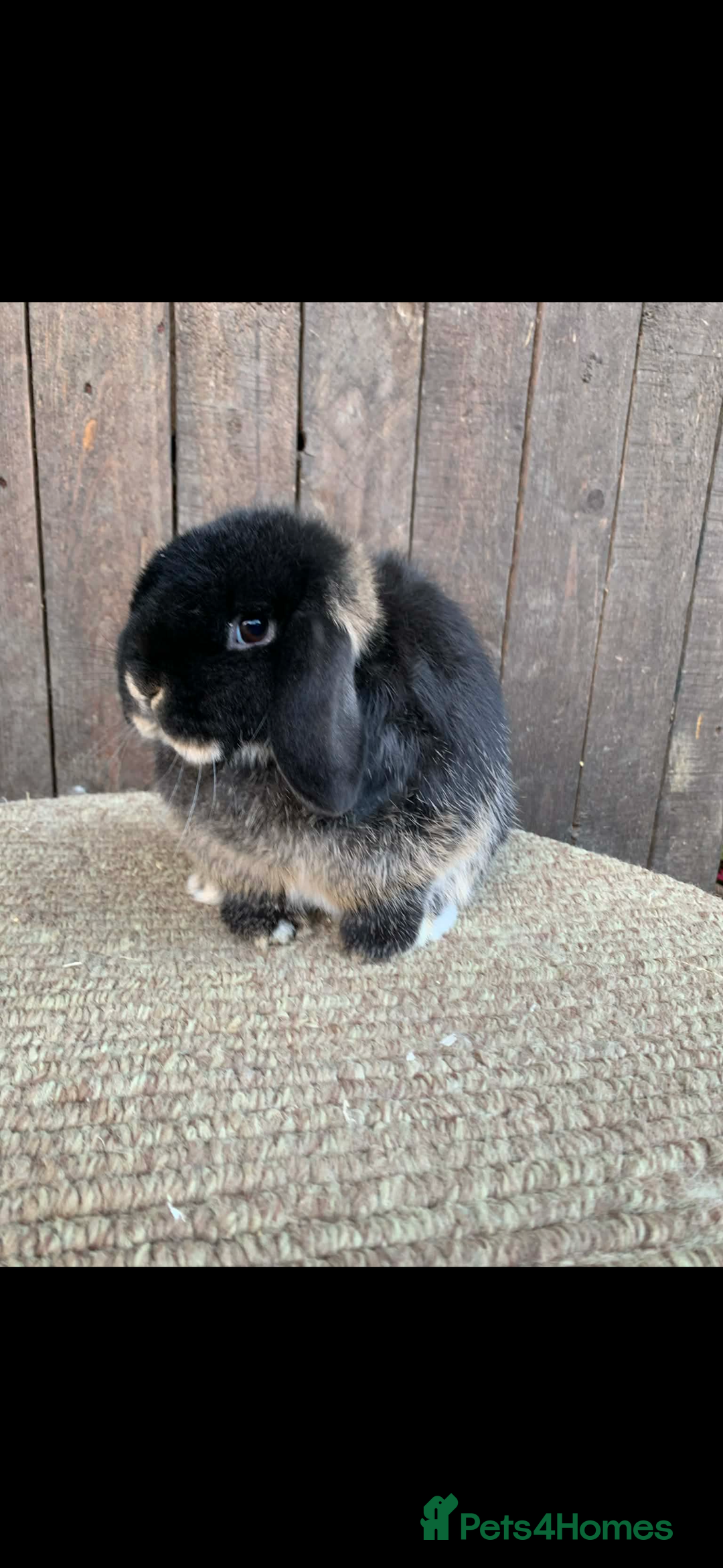 Mini Lop rabbits for sale: Multiple Litters of BRC rung baby Minilops  - Advert 13