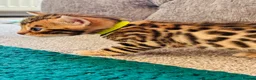 Bengal cats for sale: Amazing Bengal Kittens for sale  - Advert 24
