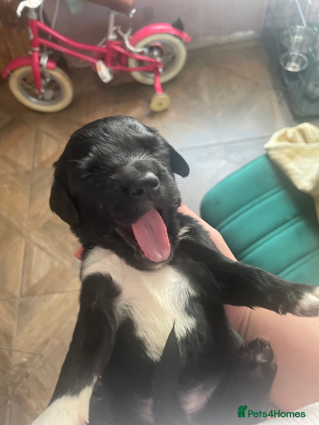 Mixed Breed dogs for sale: Cocker Collie puppies  - Image 22