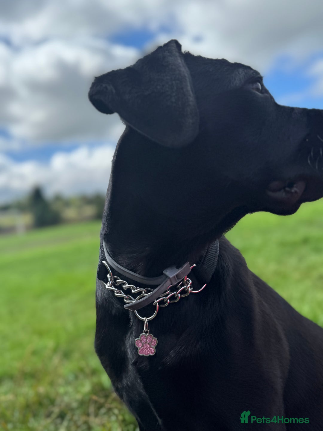 Cane Corso dogs for sale: Cane corso for sale  - Image 3