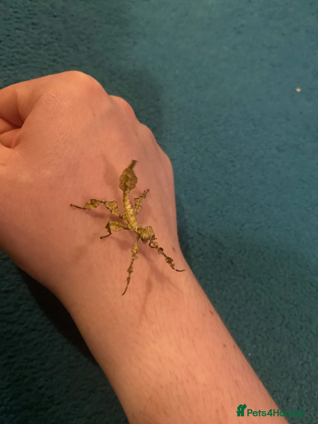 Mixed Breed invertebrates for sale: Mantis, millipedes , isopods , stick insects/eggs - Advert 11