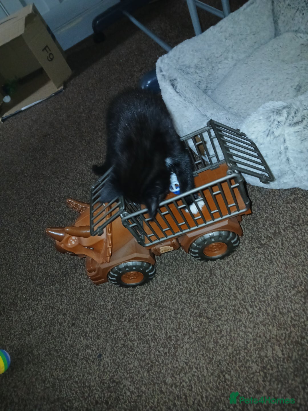 Mixed Breed cats for sale: 1 Beautiful black and white girl left  - Image 1