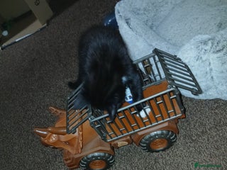 Mixed Breed cats - Advert 17