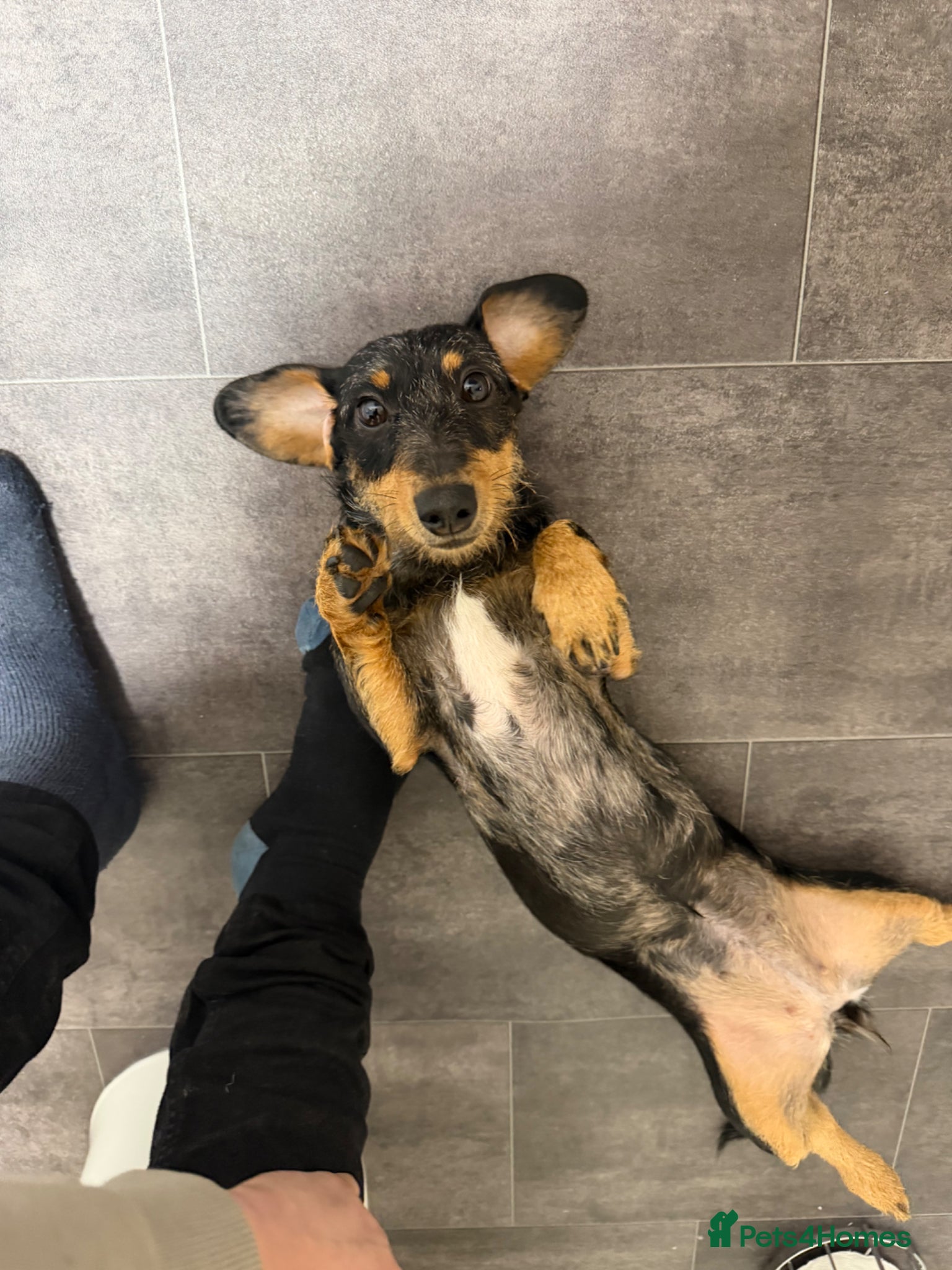 Dachshund dogs Dachshund  - Advert 4