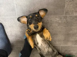 Dachshund dogs Dachshund - Advert 4