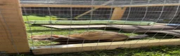 Ferret rodents for sale:     3 Female Ferrets to Rehome in Stourbridge - Advert 5