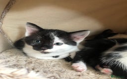 Mixed Breed cats for sale: Kittens - 2 boys 1 girl - ready to leave! - Image 1