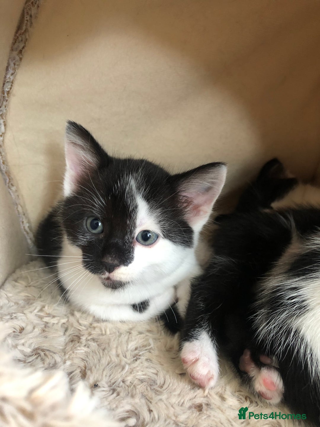 Mixed Breed cats for sale: Kittens - 2 boys 1 girl - ready to leave! - Image 1