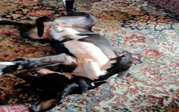 Staffordshire Bull Terrier dogs for sale:  Charlie  - Image 3