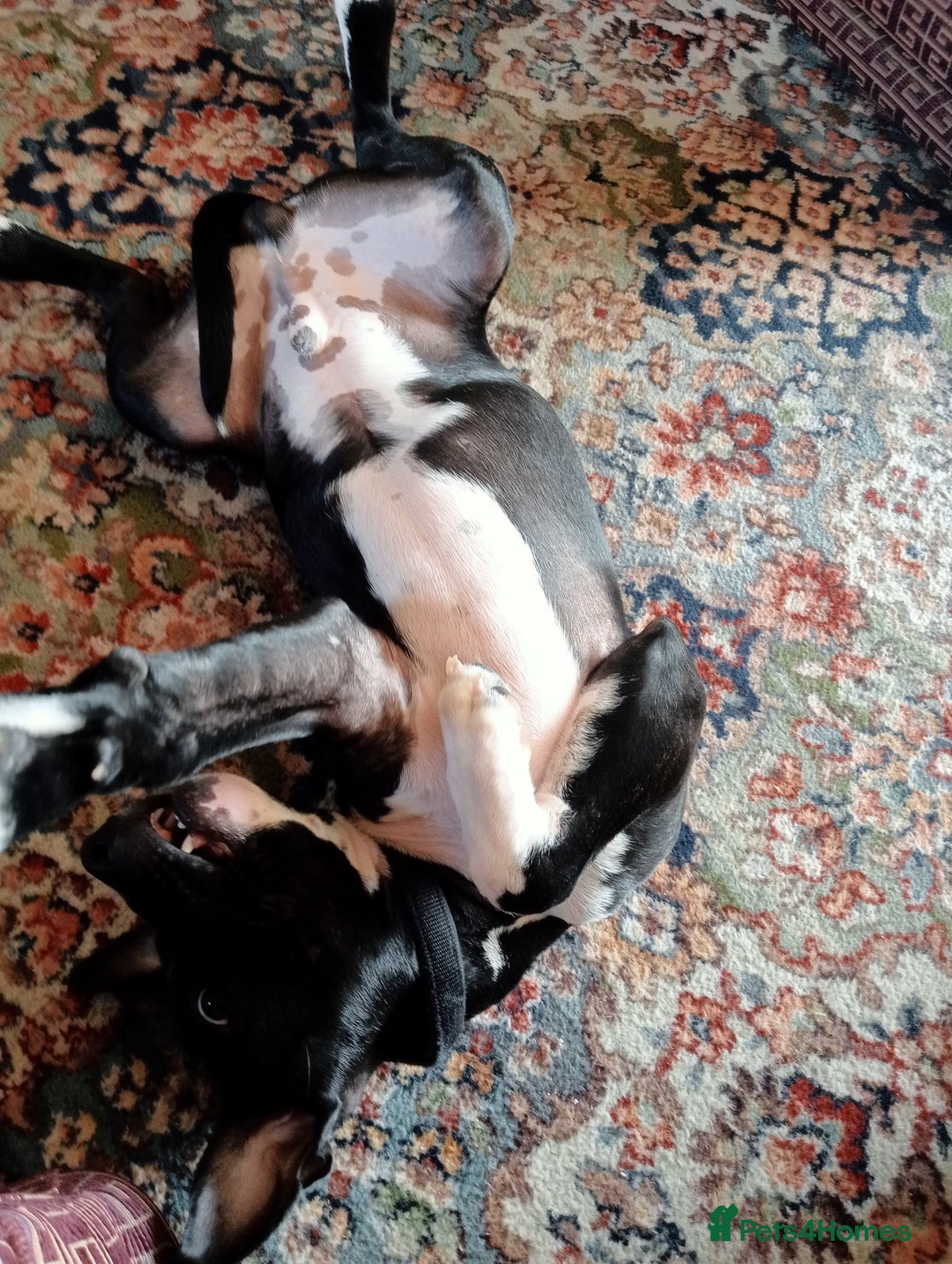 Staffordshire Bull Terrier dogs for sale:  Charlie  - Image 3