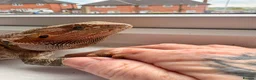 Bearded Dragon reptiles for sale: Bearded dragon female  - Advert 2