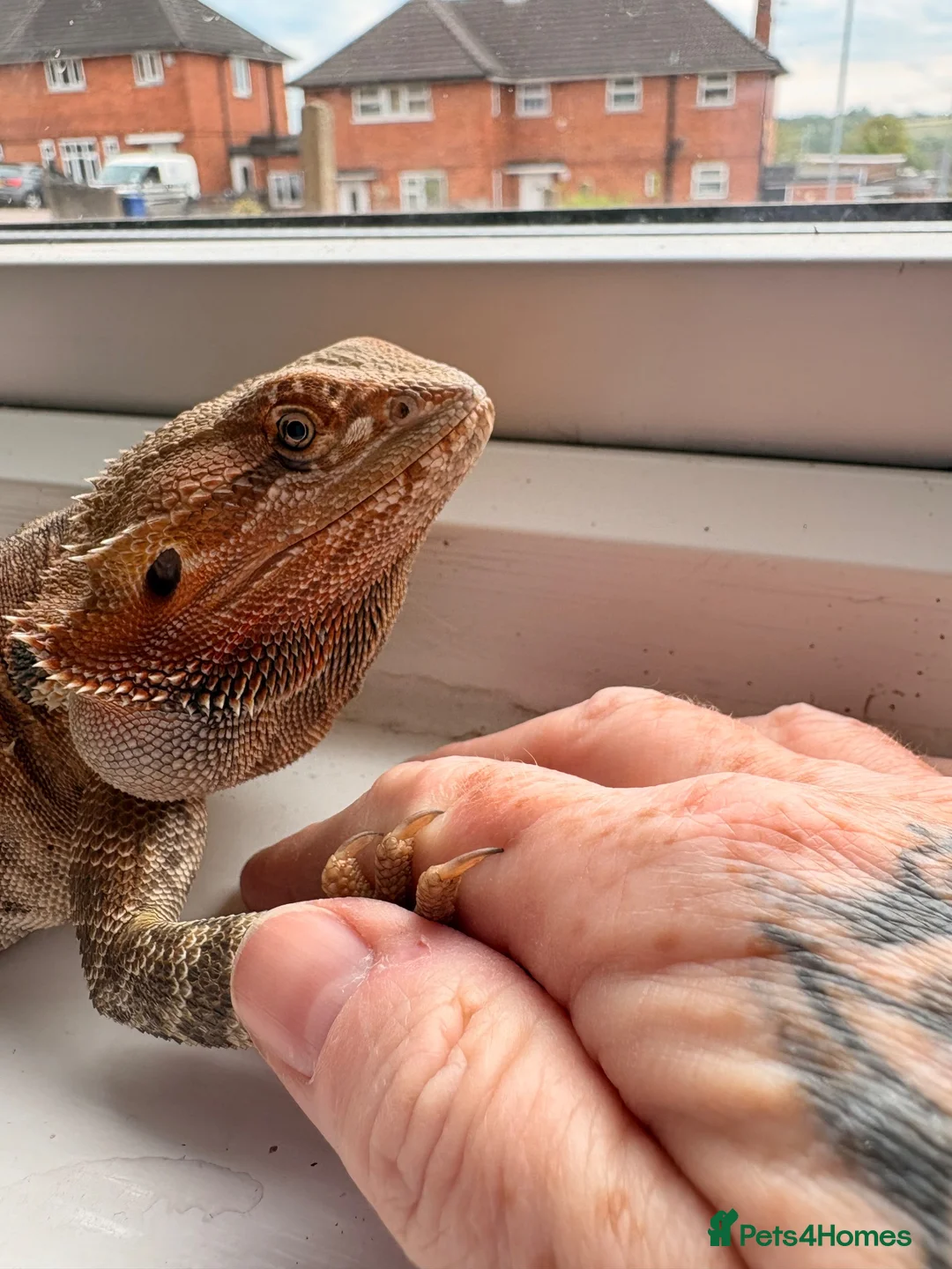 Bearded Dragon reptiles for sale: Bearded dragon female  - Advert 2