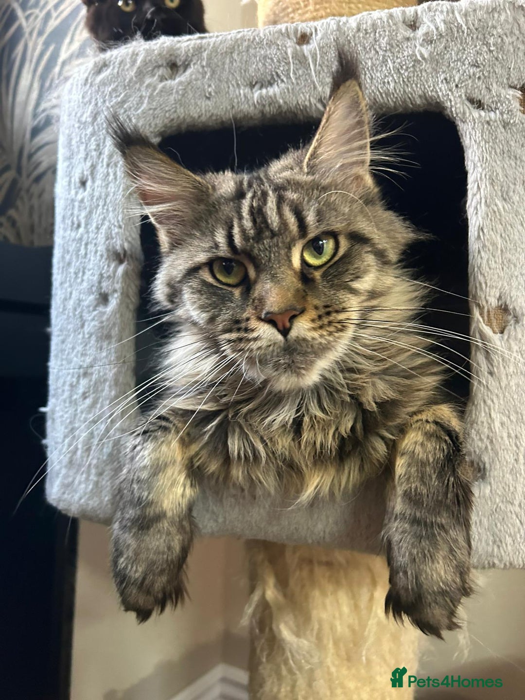 Maine Coon cats for sale: Pure maine coon kittens - Image 27