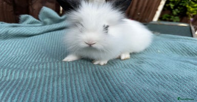Lionhead rabbits - Advert 7