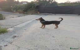 Mixed Breed dogs for adoption: Small dog been abandoned 🚨  in Hengoed - Image 9