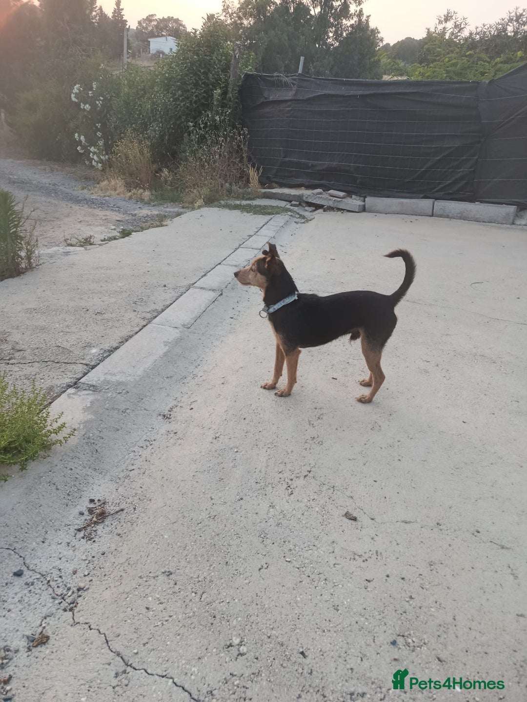 Mixed Breed dogs for adoption: Small dog been abandoned 🚨  in Hengoed - Image 9