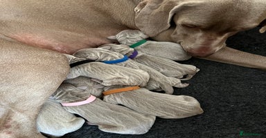 Weimaraner dogs - Advert 16