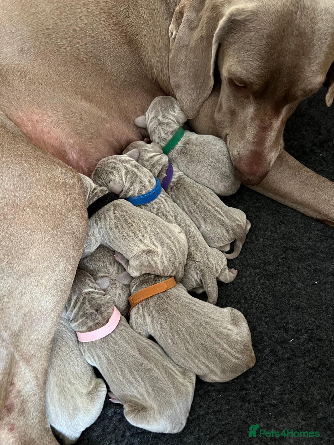 Weimaraner dogs for sale: Belle’s beautiful puppy’s silver ghosts Weimaraner - Image 2