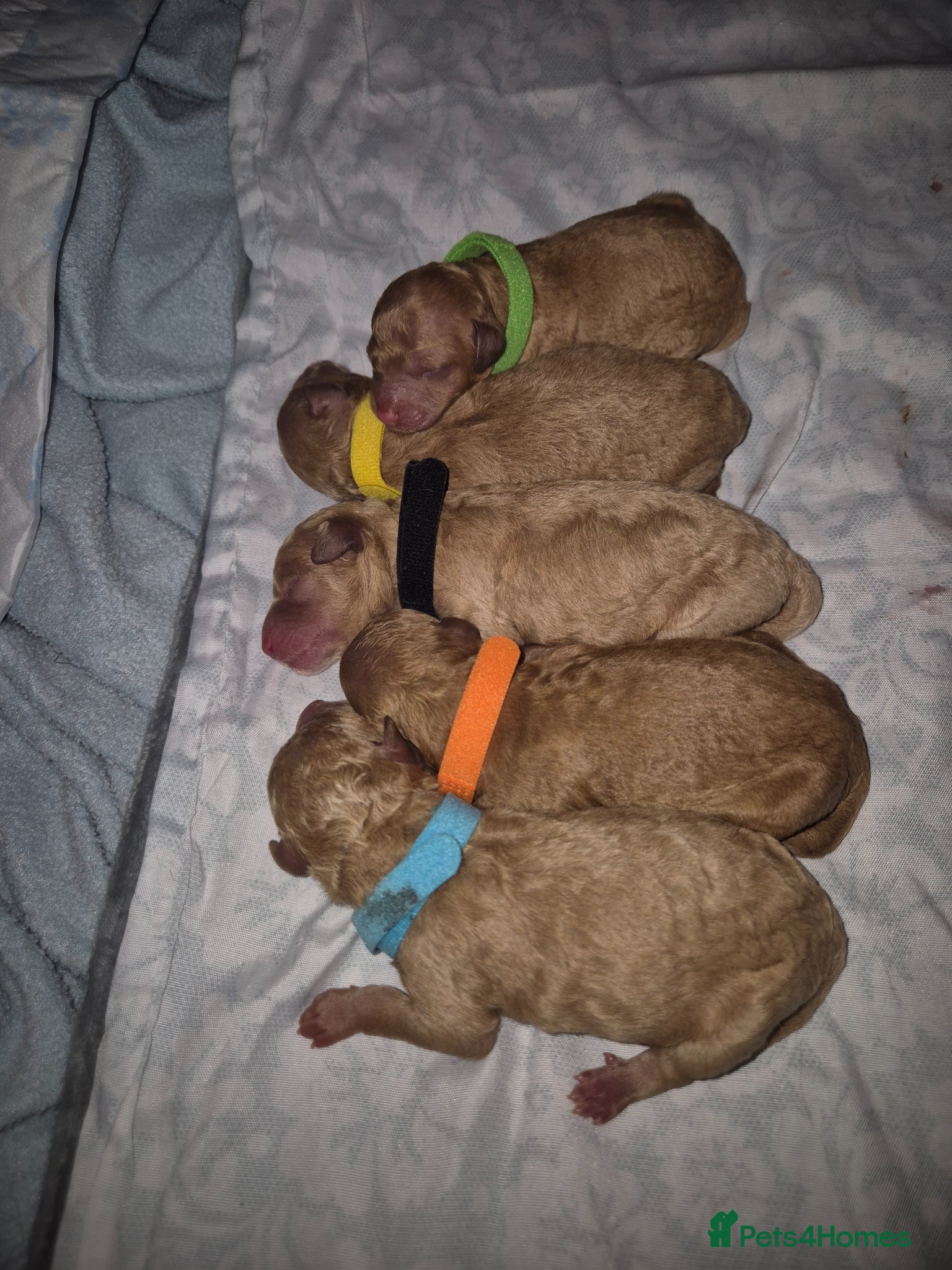 Miniature Poodle dogs KC Reg Apricot Miniature Poodle - Advert 1