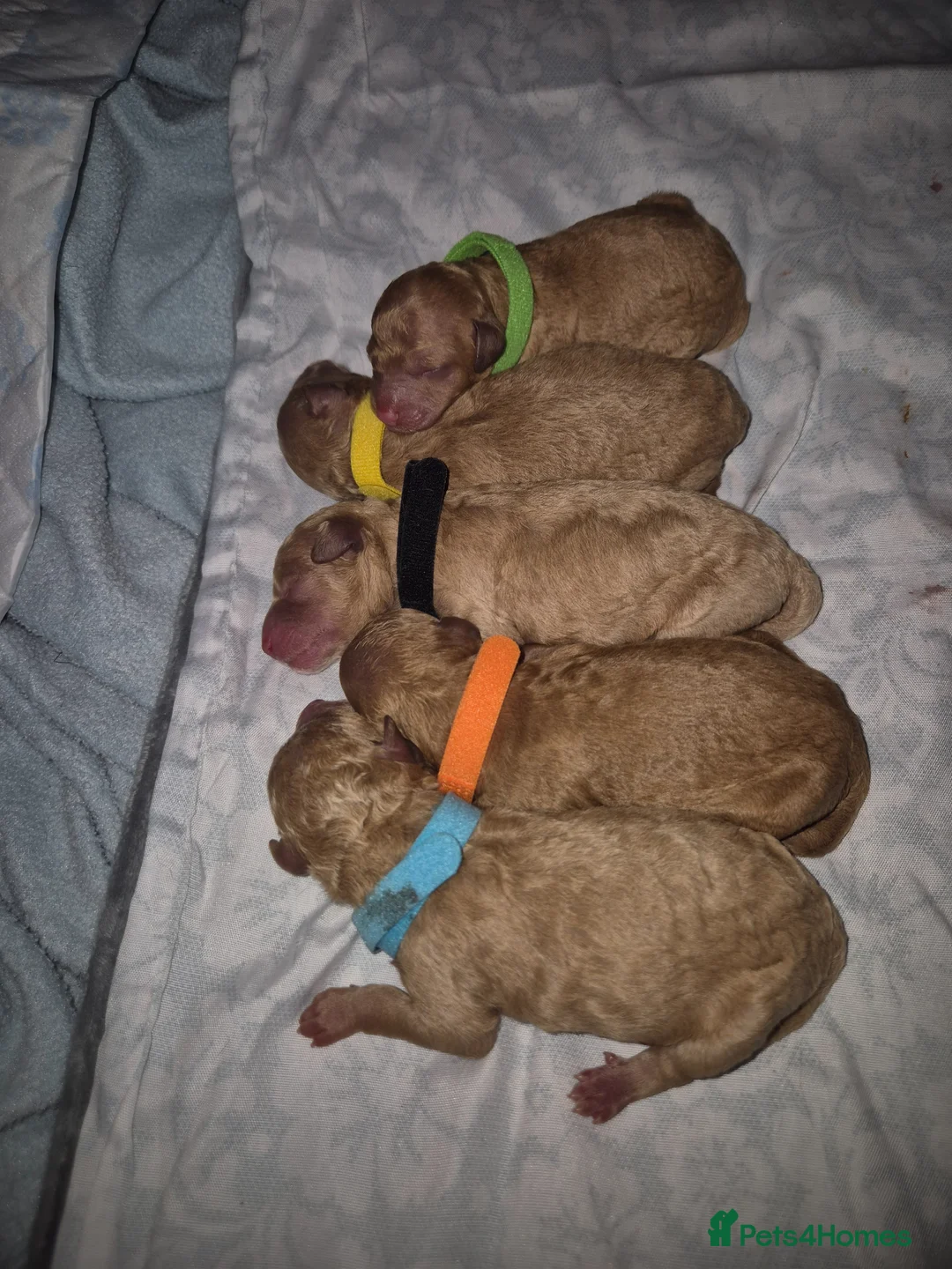 Miniature Poodle dogs for sale: KC Reg Apricot Miniature Poodle - Advert 1
