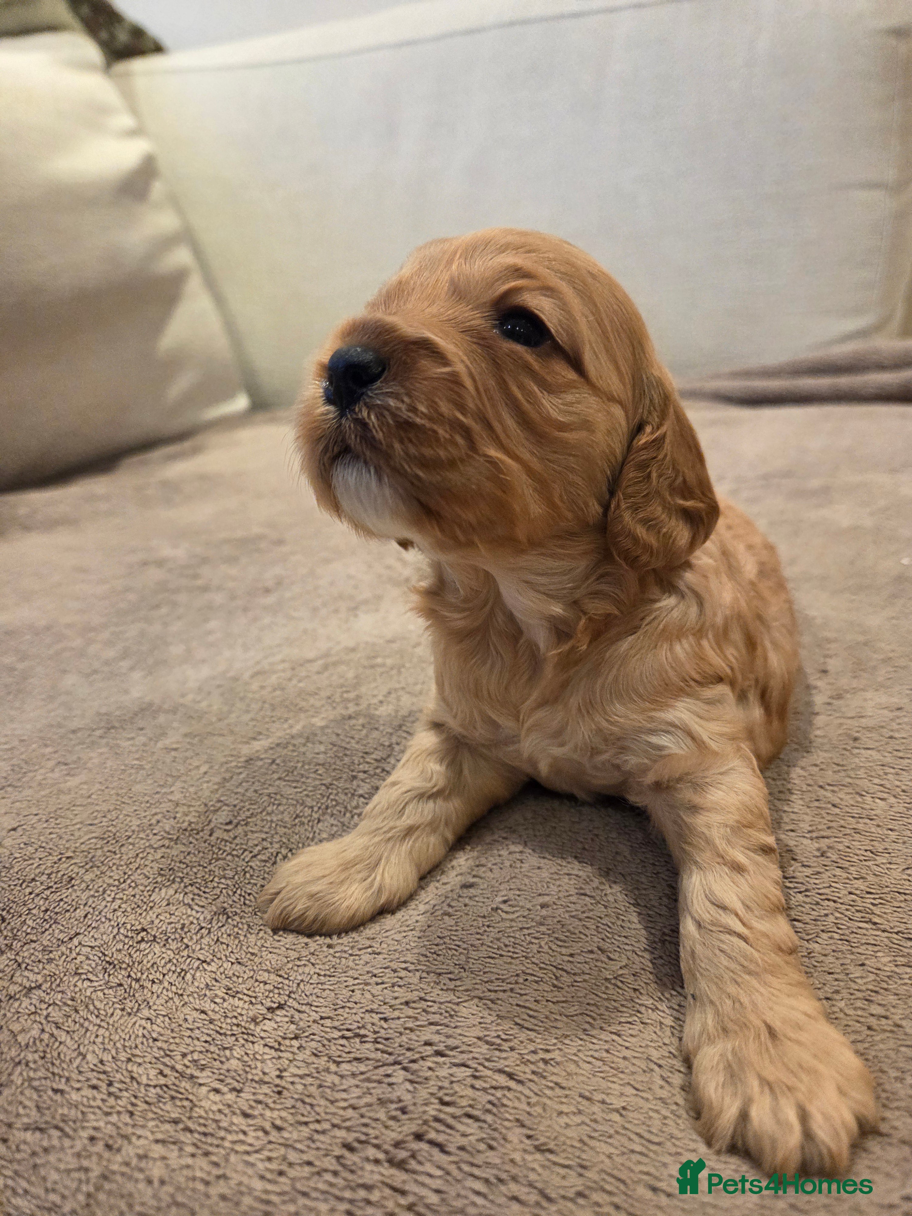 Cockapoo dogs Cockapoo puppies - Advert 15