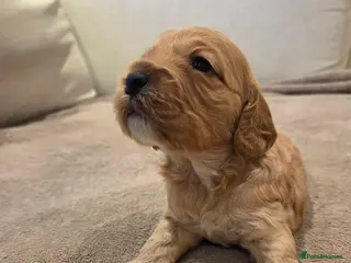 Cockapoo dogs Cockapoo puppies - Advert 15