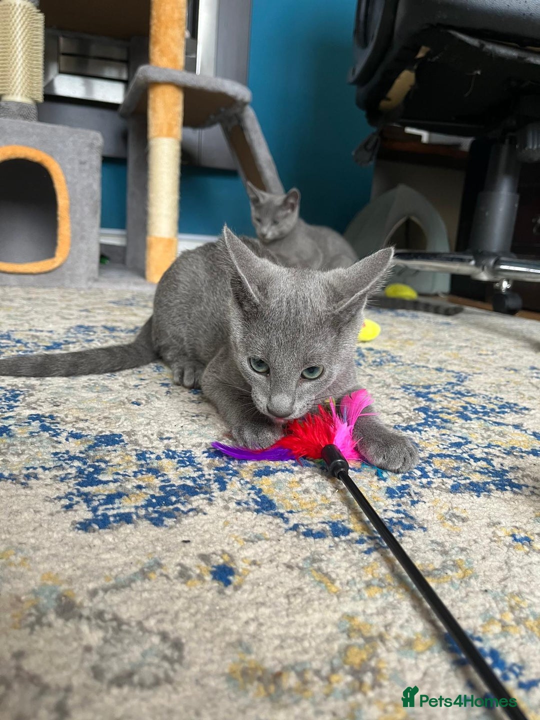 Russian Blue cats for sale: Russian blue kittens GCCF registered  - Image 10