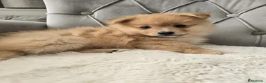 Pomeranian Puppy 2