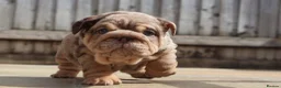 English Bulldog dogs for sale: Gorgeous English Bulldog Pups - Advert 11