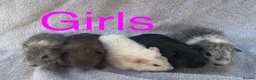 Guinea Pig rodents for sale: Baby guinea pigs  - Advert 2