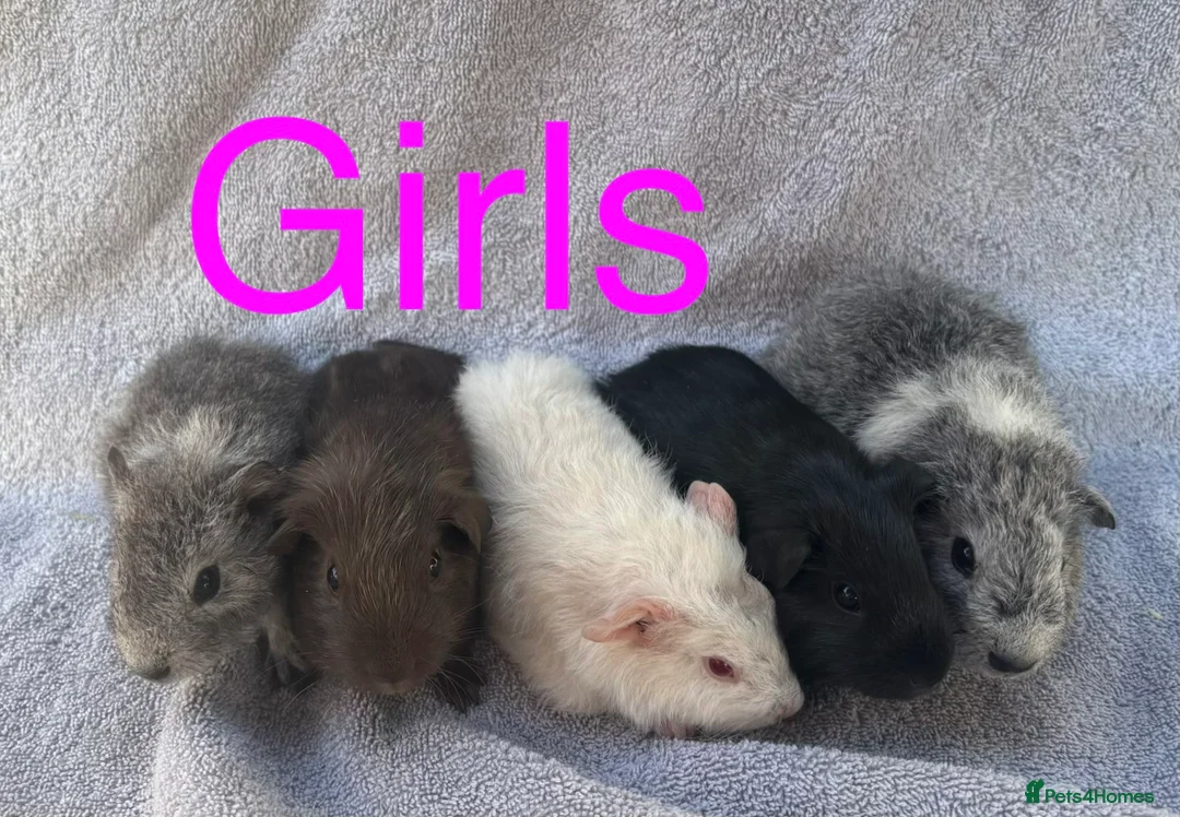 Guinea Pig rodents for sale: Baby guinea pigs  - Advert 2