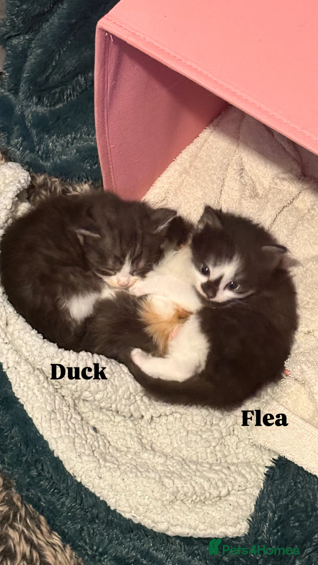 Ragdoll cats for sale: Ragdoll cross kittens | 3 Female | 1 Male - Advert 7