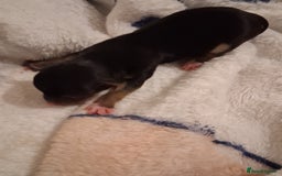 Chihuahua dogs for sale: chihuahuas puppies for sale - Image 3