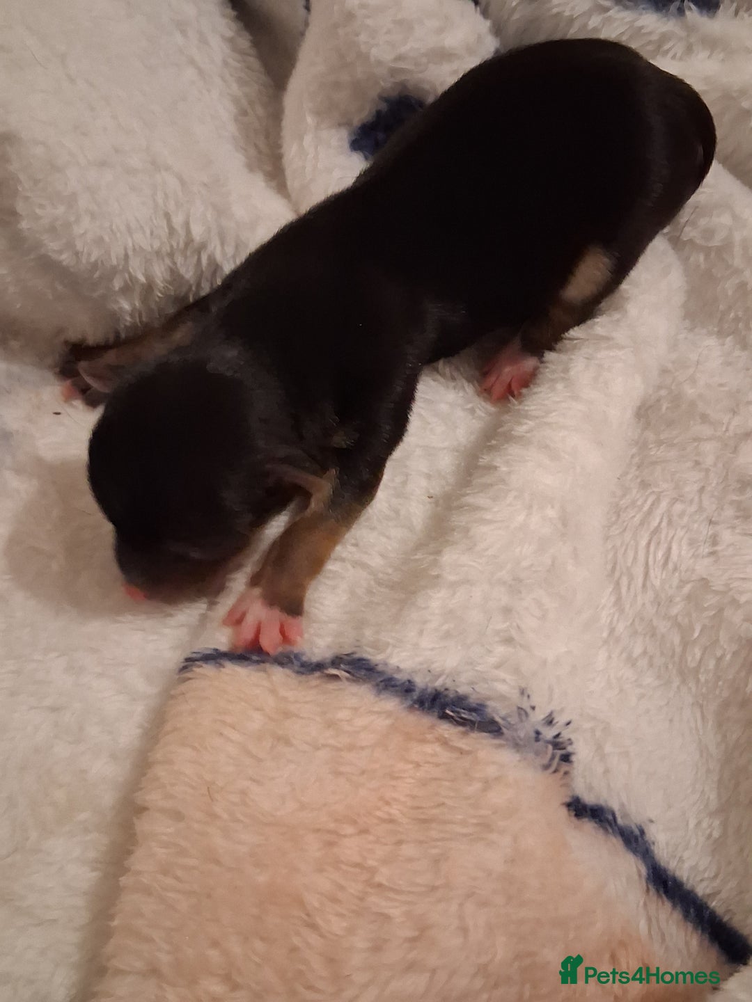 Chihuahua dogs for sale: chihuahuas puppies for sale - Image 3