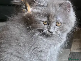 Persian cats Beautiful Ragdoll/Persian Kittens. - Advert 6