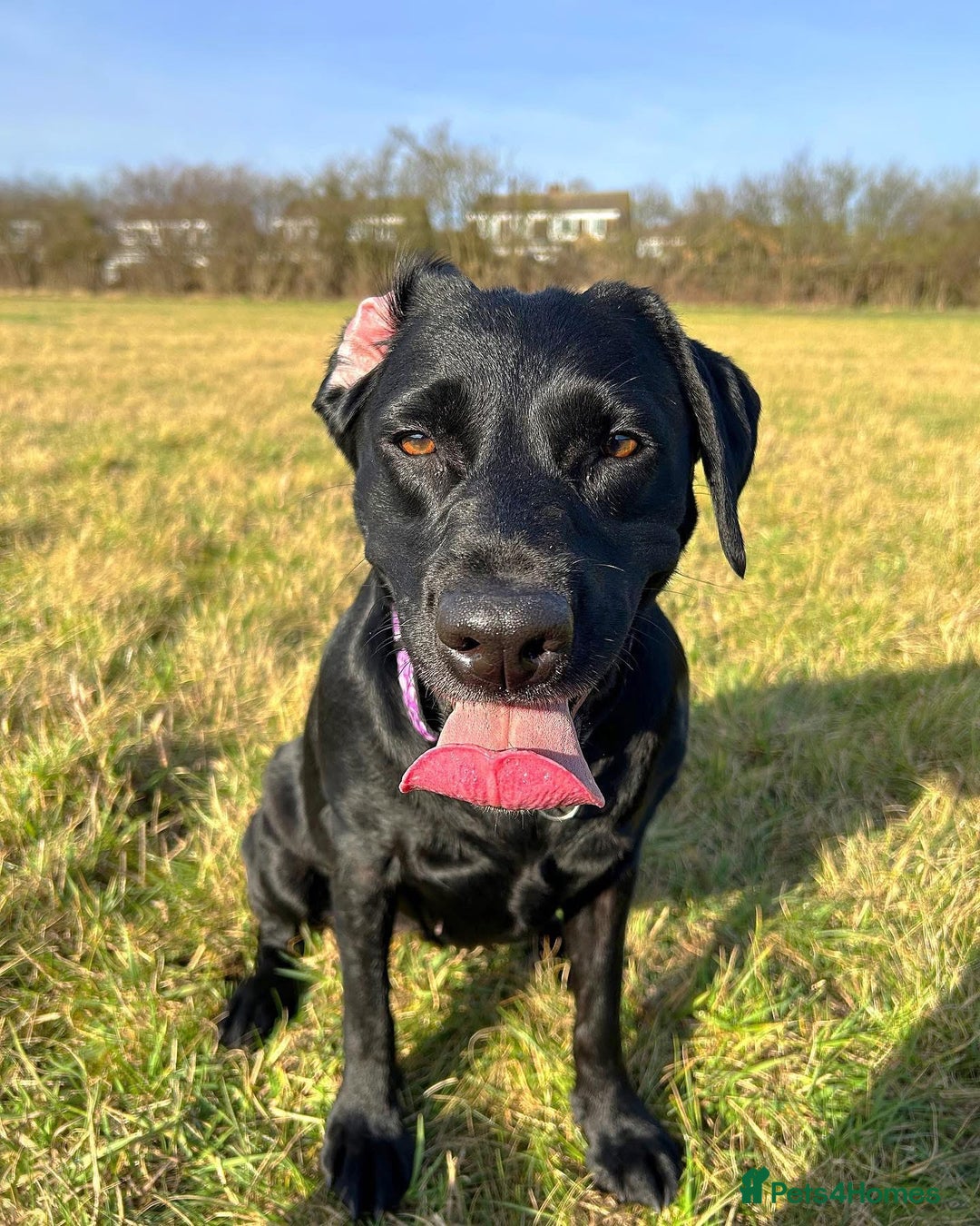 Labrador Retriever dogs for sale: 6 year old Labrador - Delilah - Image 2