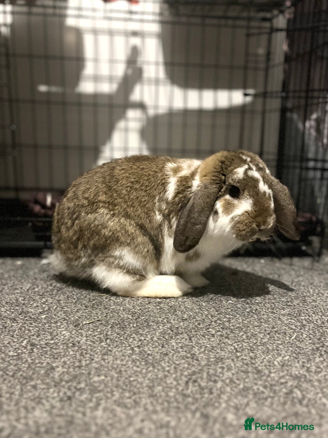 Mini Lop rabbits for sale: Looking for a lovely forever home for my rabbits - Advert 2