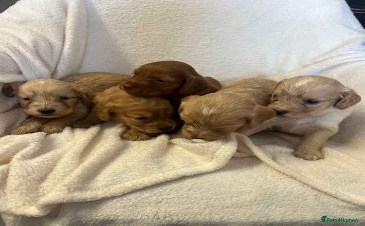 Cockapoo dogs - Advert 4