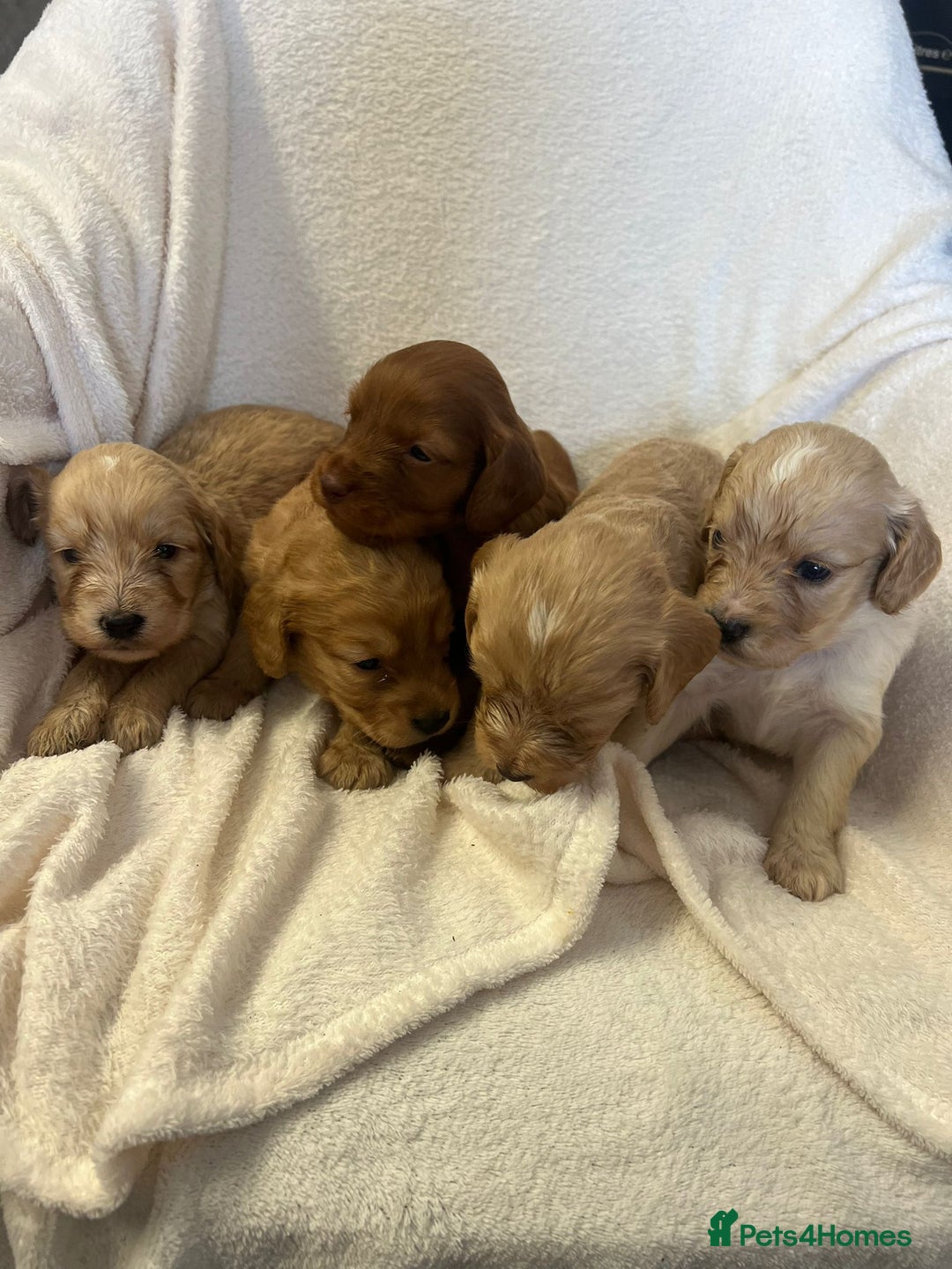 Cockapoo dogs for sale: Stunning cockapoo puppies  - Image 1