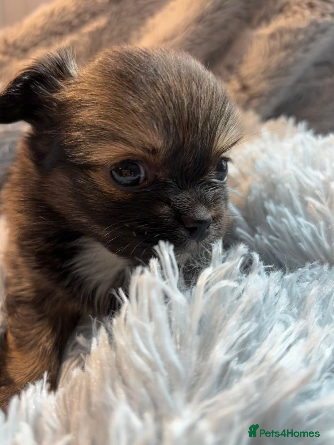 Chihuahua dogs for sale: Pure Breed Chihuahua  - Image 11
