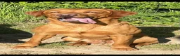Labrador Retriever dogs for sale: 7 gorgeous kc Labrador puppies - Advert 31