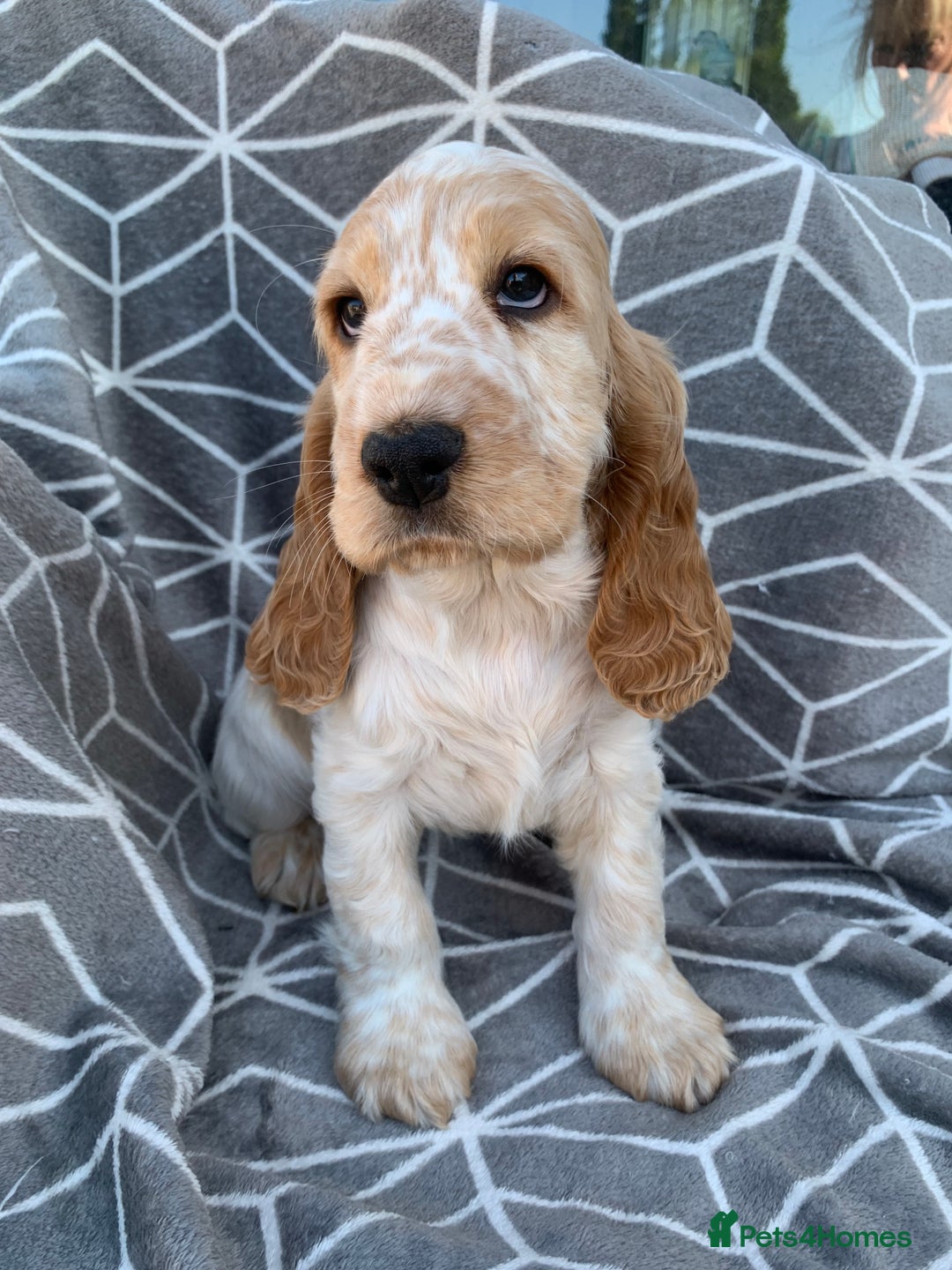 Cocker Spaniel dogs for stud: Extensively Health Tested Stud  in Wisbech - Advert 12