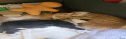 Mixed Breed cats for sale: Cutte baby cats for sale . - Advert 5