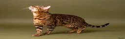 Bengal cats for stud: Stud cat Tica actives 5 generations pedigree  in Barnsley - Advert 8