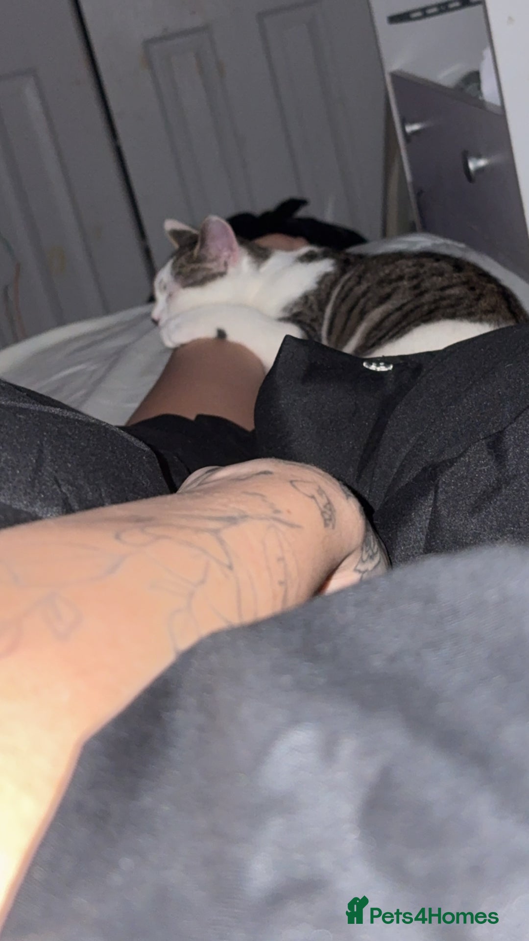 Mixed Breed cats for sale: 2 male kittens - Advert 3