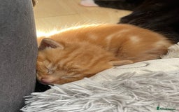 American Shorthair cats for sale: 4 male kittens for sale! - Image 6